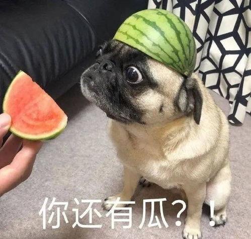 带你吃瓜爆料表情包图片,带你一图览尽“带你吃瓜爆料”表情包背后的趣味故事